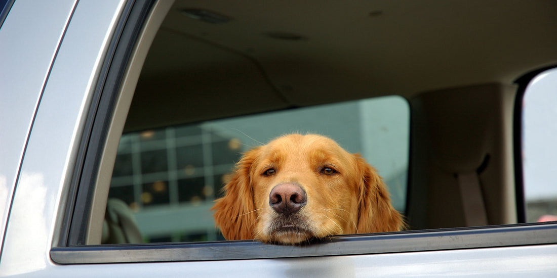 Image result for dog in car
